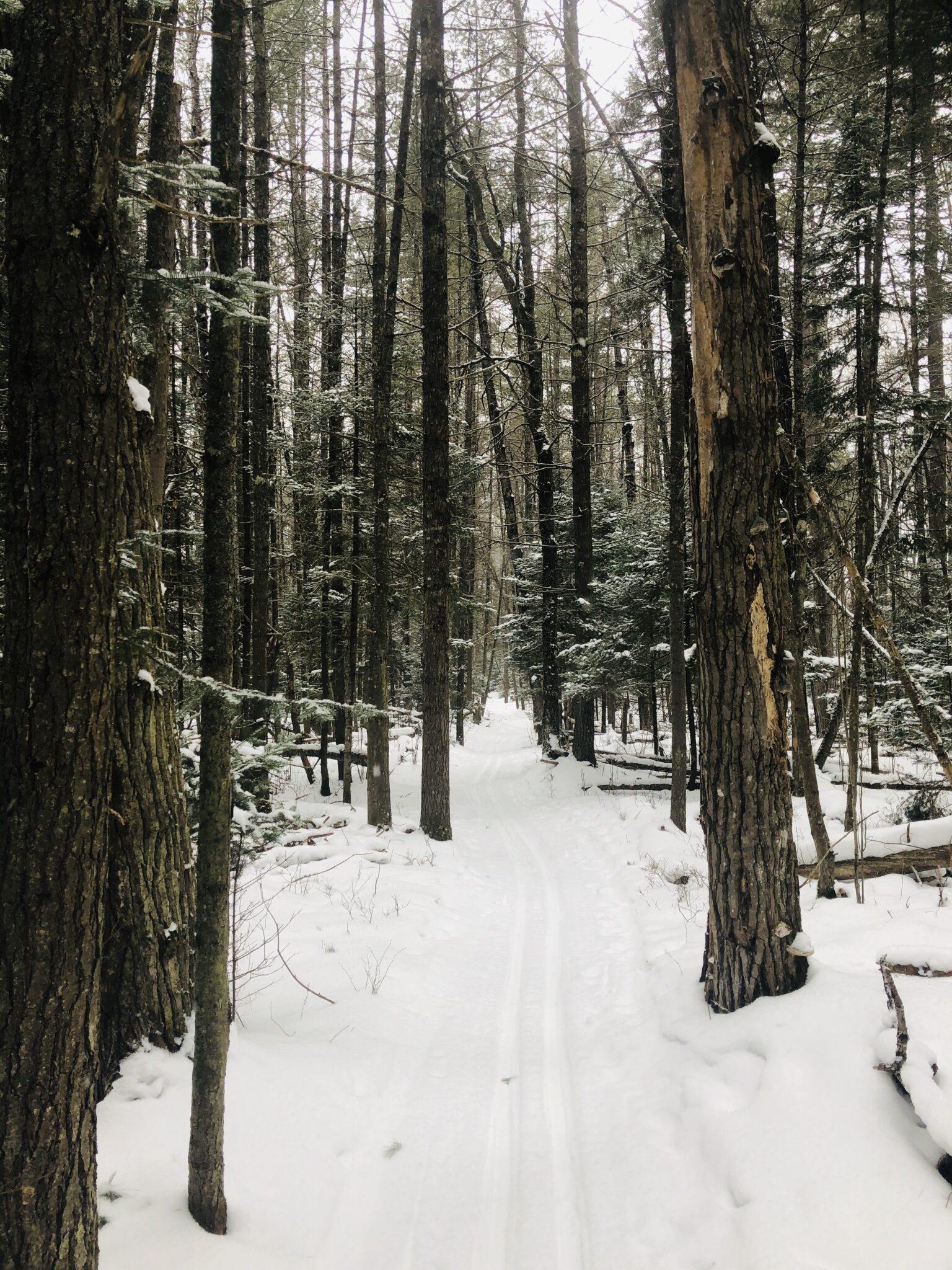 Cross Country Ski Report - Friday, Jan 28th - Cross Country Ski Headquarters