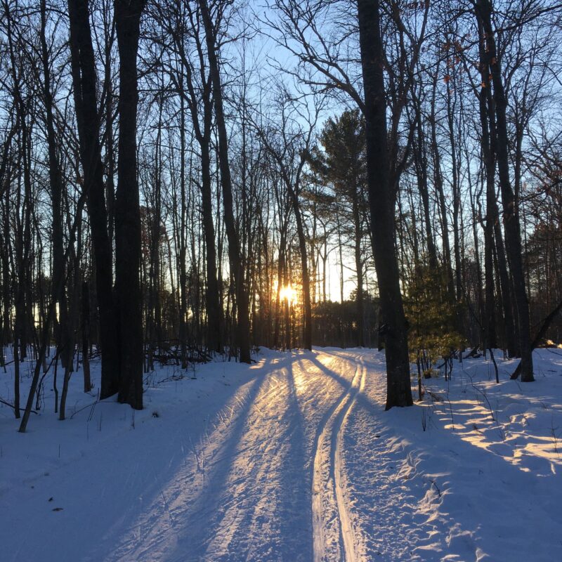 sun through trees